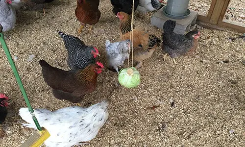 entertain chickens