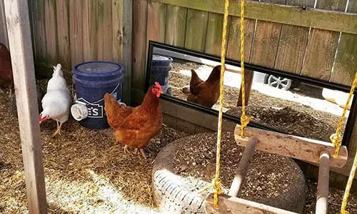 entertain chickens