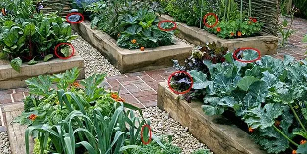 11 Fast Growing Vegetables To Grow In A Crisis