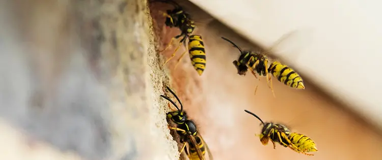 How To Get Rid Of A Wasp Nest