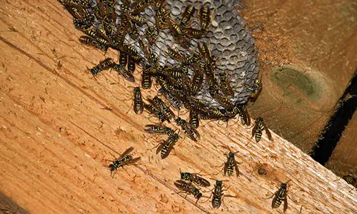 get rid of wasp nest