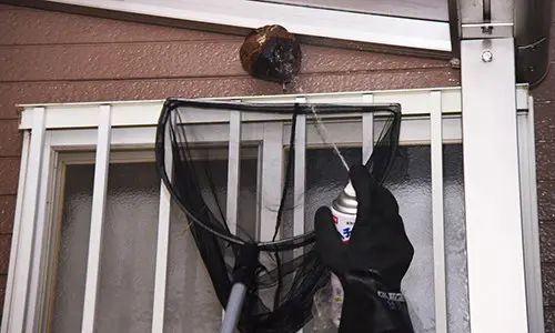 get rid of wasp nest