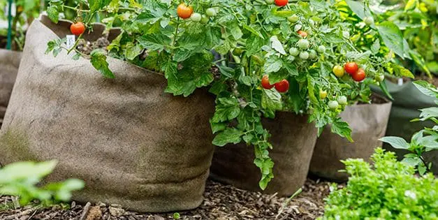 How To Start An Easy Vegetable Container Garden