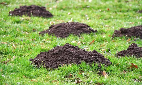 Why You Should Bury Glass Bottles In Your Garden
