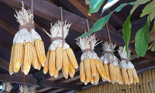 Why You Should Dry Your Food Instead Of Canning It - corn