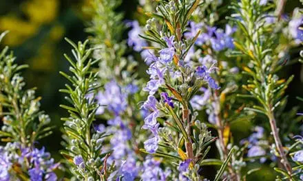 8 Household Uses for Rosemary