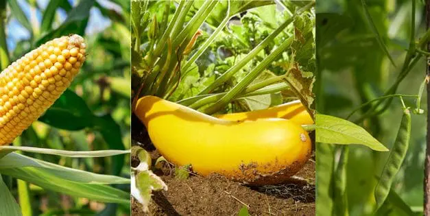 Three Sisters Planting – How to Plant The Three Sisters Garden