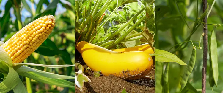 Three Sisters Planting – How to Plant The Three Sisters Garden