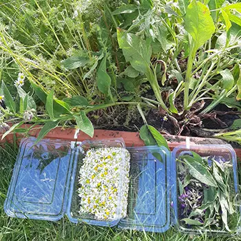 planting the medicinal garden kit