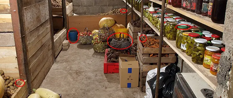 Root Cellar Mistakes You Need To Avoid At All Costs