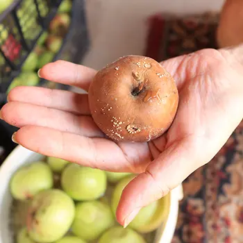 Root Cellar Mistakes You Need To Avoid At All Costs