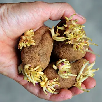 Root Cellar Mistakes You Need To Avoid At All Costs