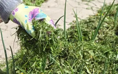 Stop Throwing Your Grass Clippings, Do This Instead