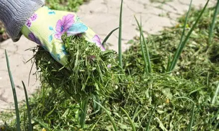 Stop Throwing Your Grass Clippings, Do This Instead