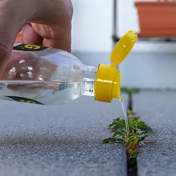 using vinegar in your garden