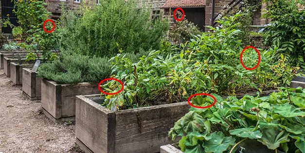 You Will Never Run Out Of Medicine If You Grow This