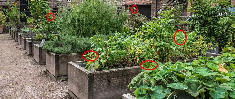 You Will Never Run Out Of Medicine If You Grow This