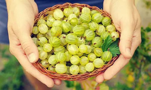 Illegal Plants To Grow, But Perfectly Fine To Forage