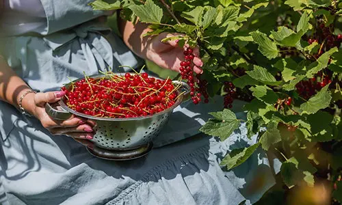 Illegal Plants To Grow, But Perfectly Fine To Forage