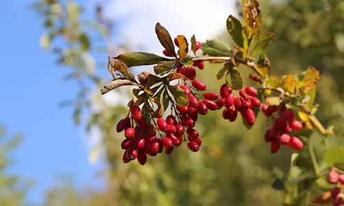 Illegal Plants To Grow, But Perfectly Fine To Forage
