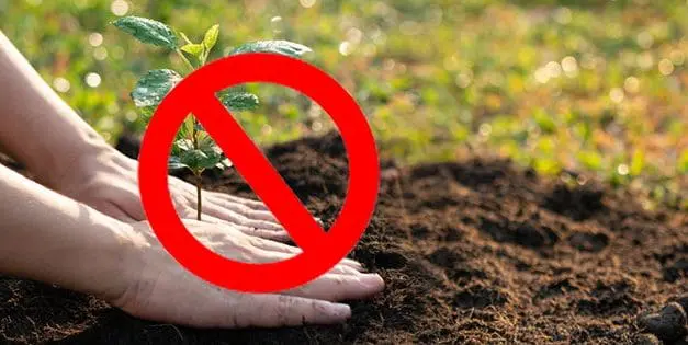 The Plants That Are Illegal To Grow, But Perfectly Fine To Forage