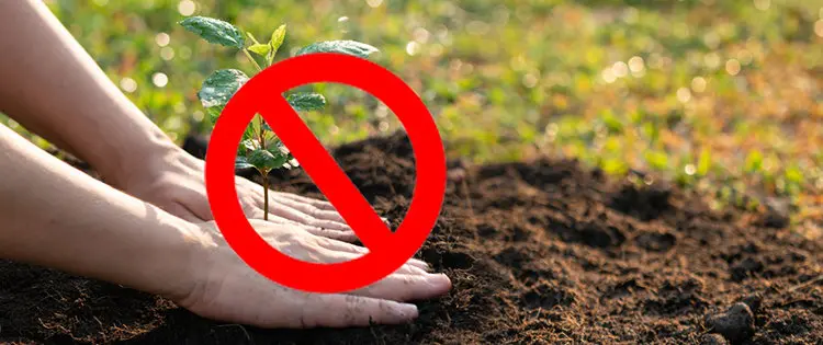 The Plants That Are Illegal To Grow, But Perfectly Fine To Forage