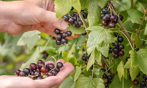 Illegal Plants To Grow, But Perfectly Fine To Forage