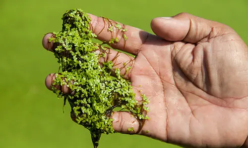 Illegal Plants To Grow, But Perfectly Fine To Forage