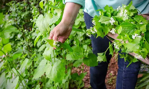 Illegal Plants To Grow, But Perfectly Fine To Forage