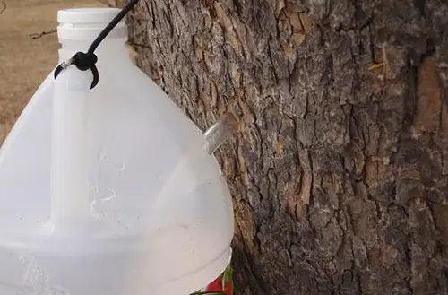 Illegal Plants To Grow, But Perfectly Fine To Forage