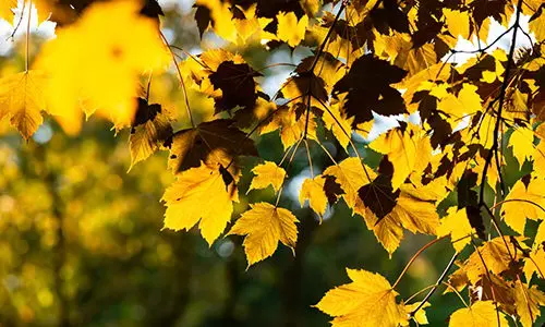 Illegal Plants To Grow, But Perfectly Fine To Forage