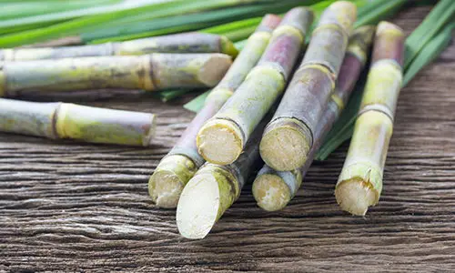 Illegal Plants To Grow, But Perfectly Fine To Forage