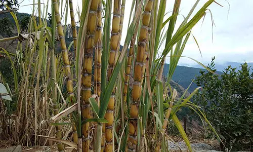 Illegal Plants To Grow, But Perfectly Fine To Forage