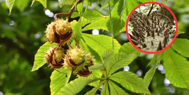 Killer Trees You Should Never Have In Your Backyard