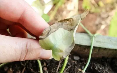 This Is Making Your Plants Sick