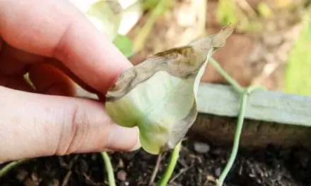 This Is Making Your Plants Sick