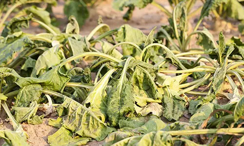 This Is Making Your Plants Sick