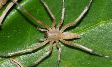 How To Get Rid Of Spiders Naturally