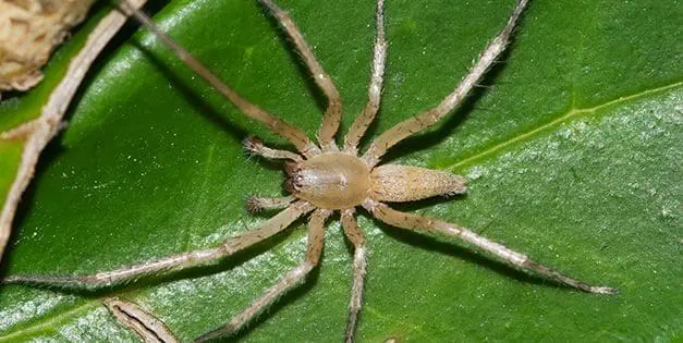 How To Get Rid Of Spiders Naturally