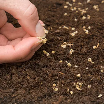 Emergency Seeds And Planting Supplies