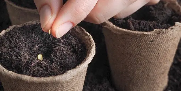 Seed Mistakes To Avoid At All Cost