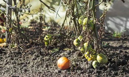 watering mistakes to avoid this summer