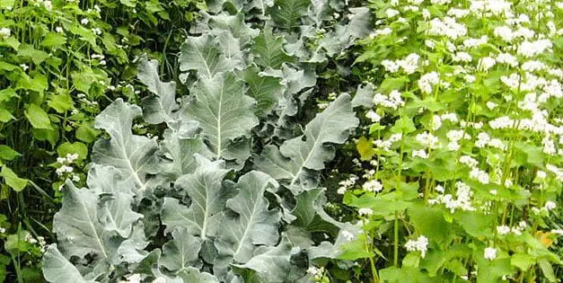 Cover Crops – The Good, The Bad And The Ugly