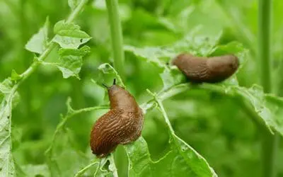 A Homesteader’s Worst Enemy