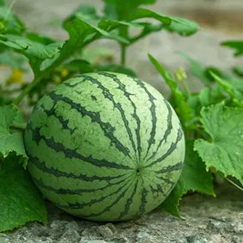 watermelons