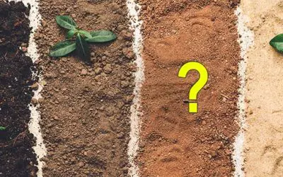 How To Choose The Best Plants For Your Soil Type