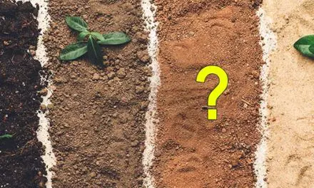 How To Choose The Best Plants For Your Soil Type