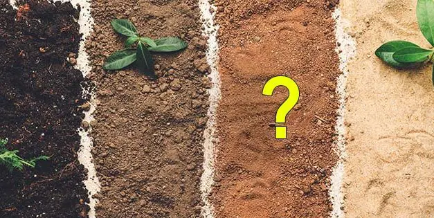 How To Choose The Best Plants For Your Soil Type