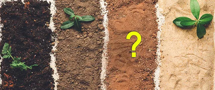 How To Choose The Best Plants For Your Soil Type