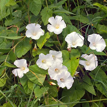 bindweed